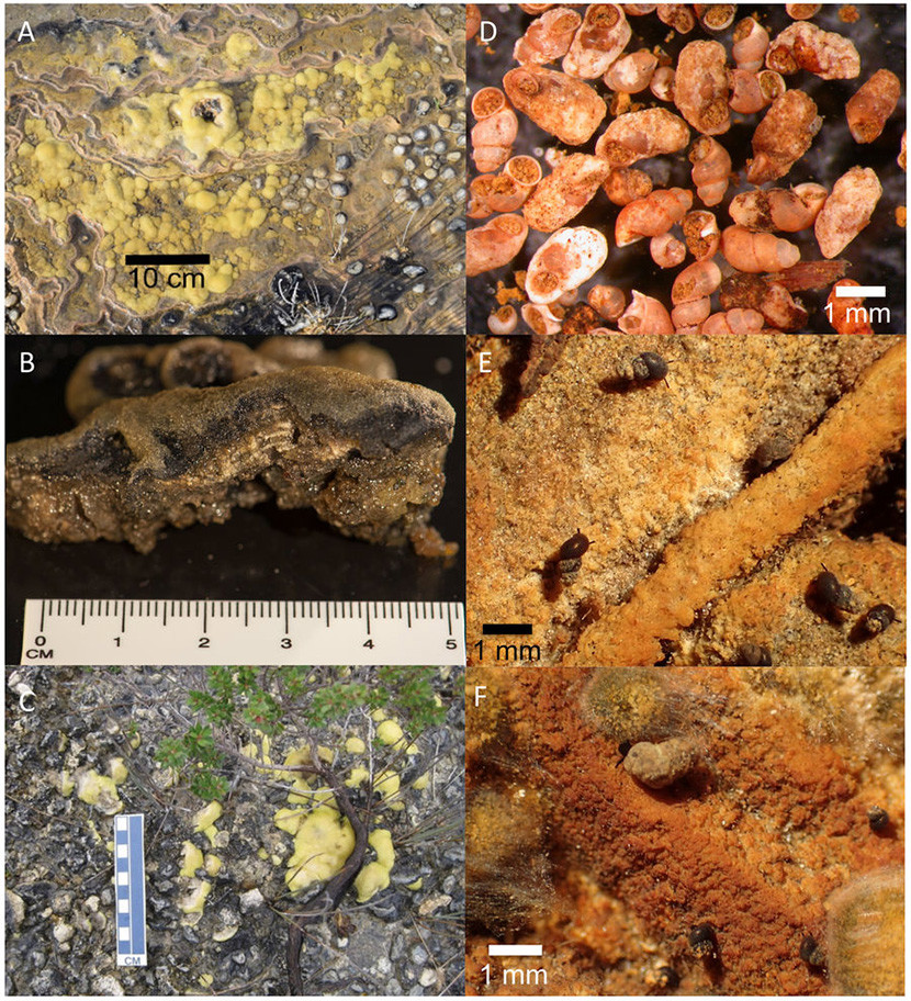 stromatolites 1