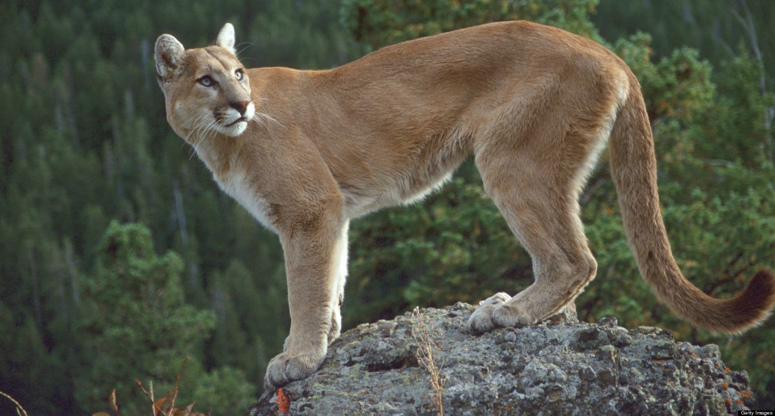 puma