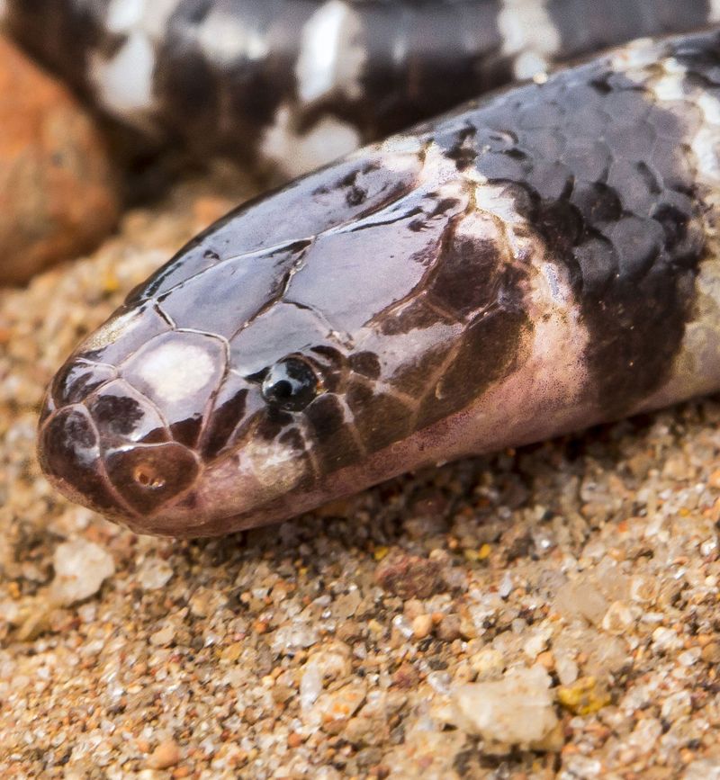 serpiente