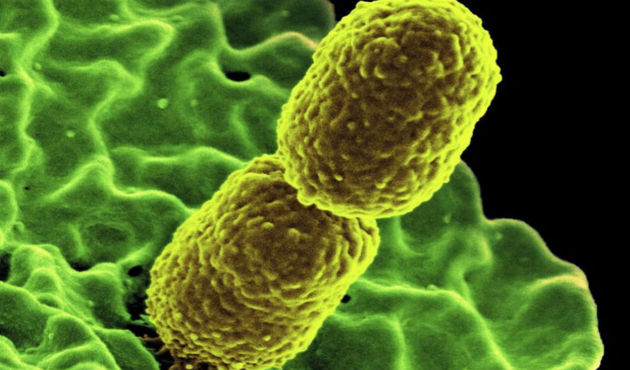 bacterias