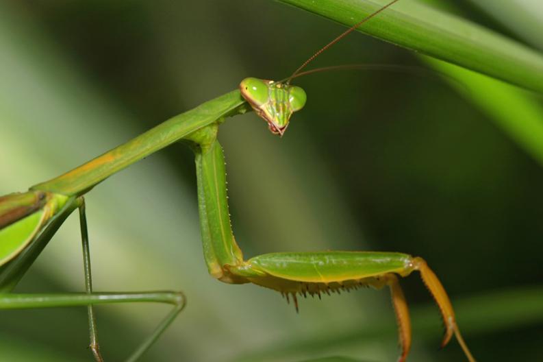 mantis1