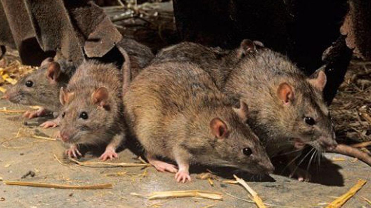 ratas