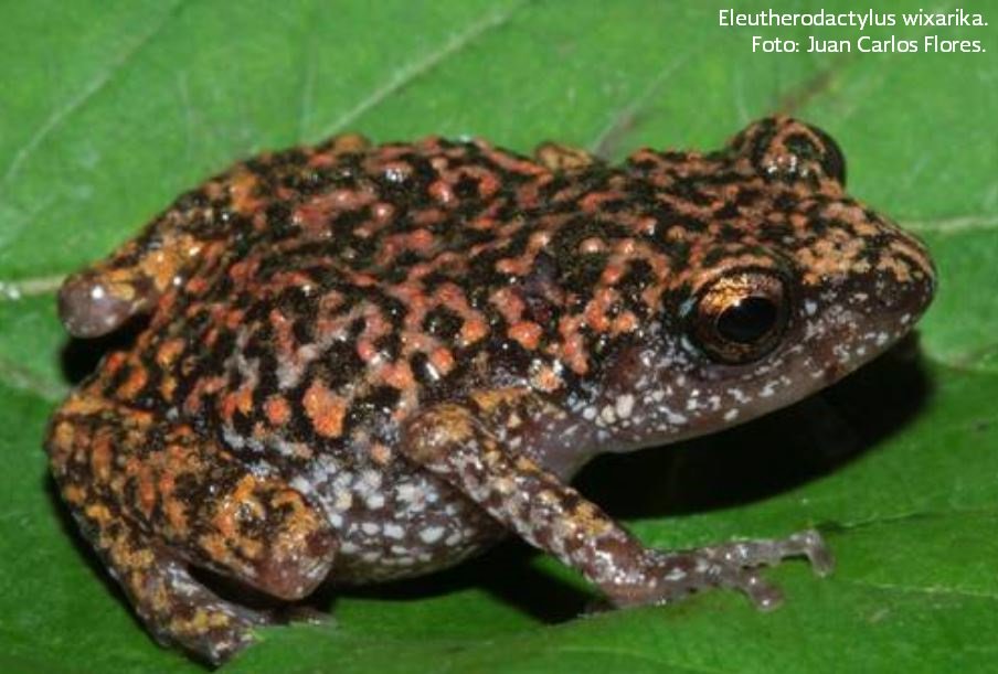 rana