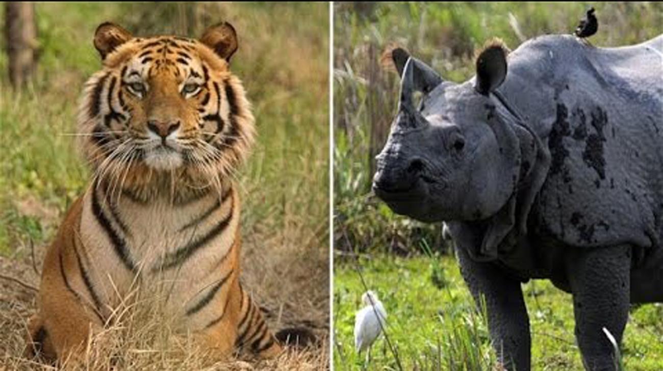 tiger-rhino