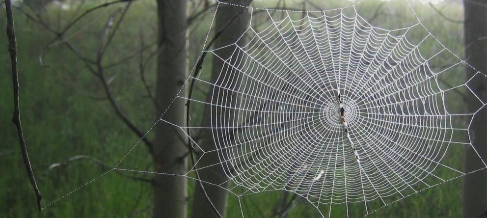 telaraña