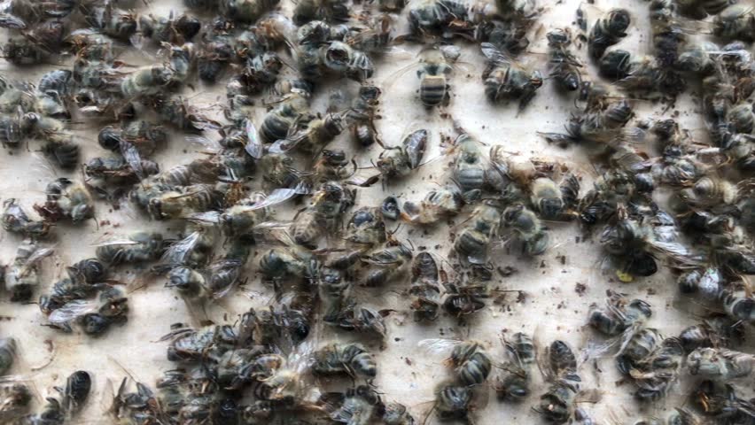 abejas