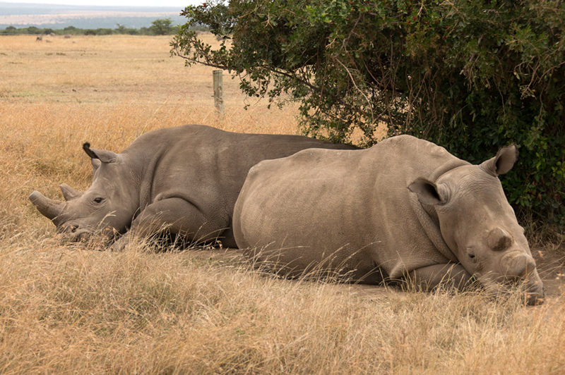 rinos