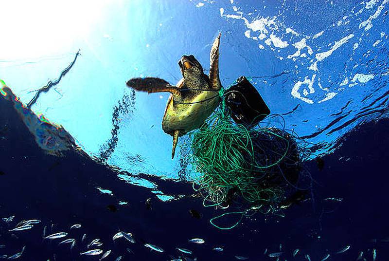 pesca