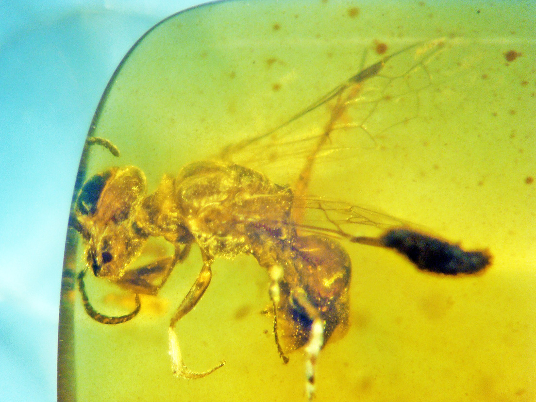 abeja