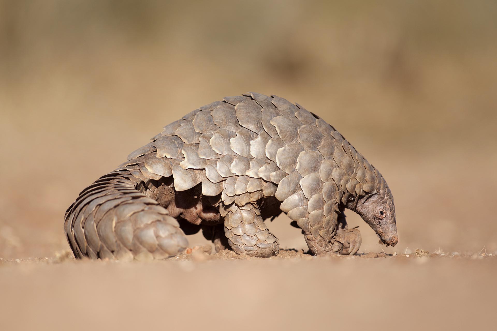 Pangolin hunting for ants.