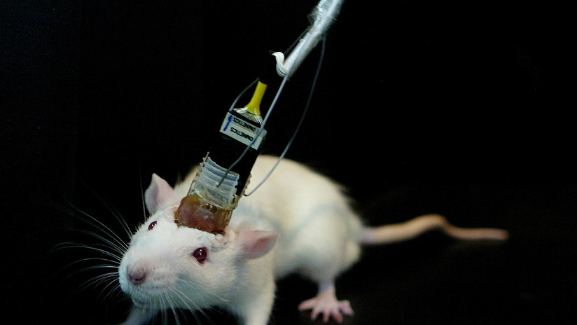 cerebro
